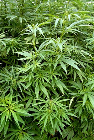 „Cannabis sativa“. Lizenziert unter Creative Commons Attribution-Share Alike 3.0 über Wikimedia Commons